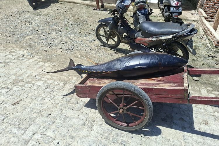 Tangkapan Tuna RI Menyusut hingga 30 Persen, Dampak Overfishing dan Perubahan Iklim