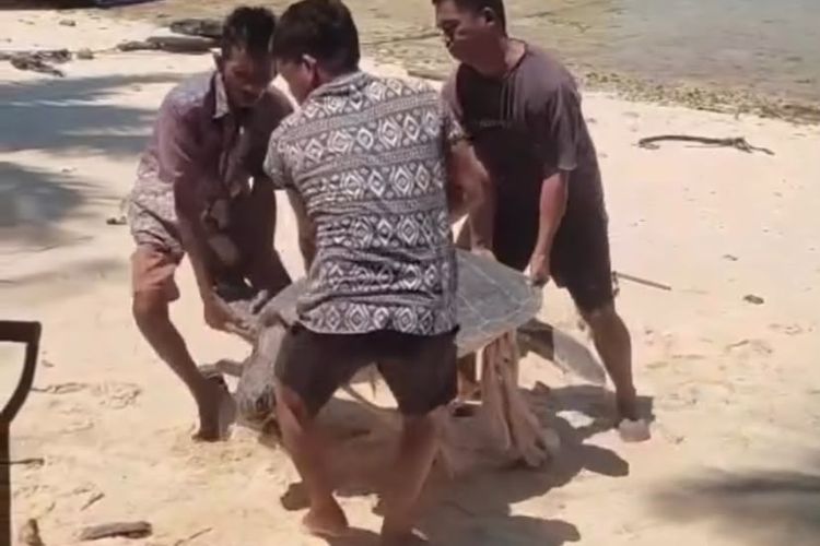 Soroti Kasus Pembantaian Penyu di Berau, Global Conservation: Memutus Potensi Reproduksi