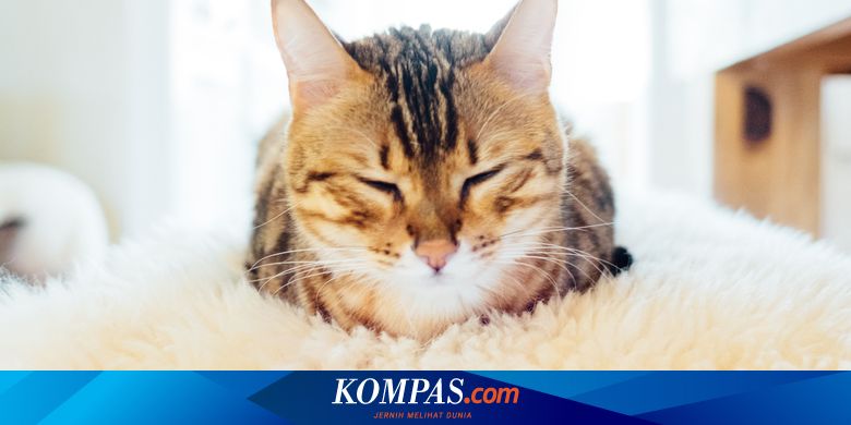 Cegah Kucing Stres Selama Pandemi, Begini Caranya - Vimarsana News