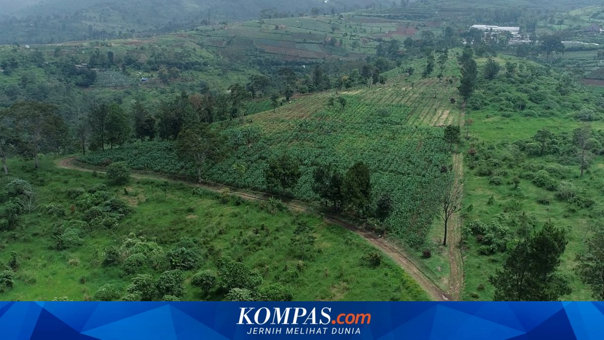 Tanah Reforma Agraria Sudah Dibagikan, Kenapa Masih Bisa Telantar?