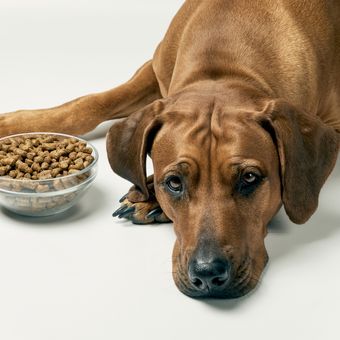 Ilustrasi anjing tidak mau makan.