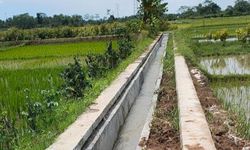 Tingkatkan Produksi Pertanian di Seberang Kapuas-Kalbar, Kementan Lakukan RJIT