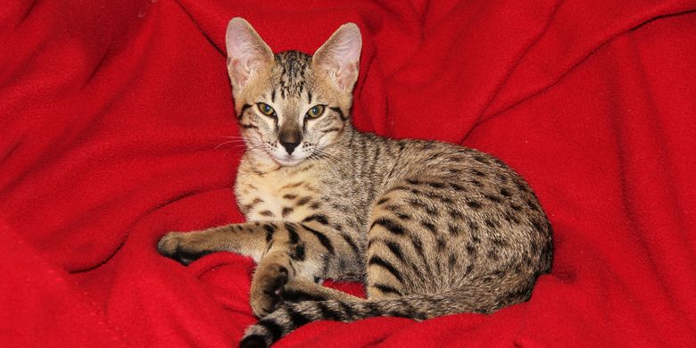 Ilustrasi kucing Savannah, salah satu ras kucing termahal di dunia.