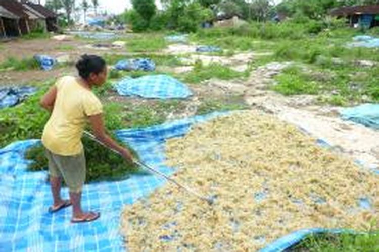 Sri, warga Nusa Lembongan, Desa Lembongan, Nusa Penida, Klungkung, Bali, sedang menjemur rumput laut, Sabtu (21/12/2013).