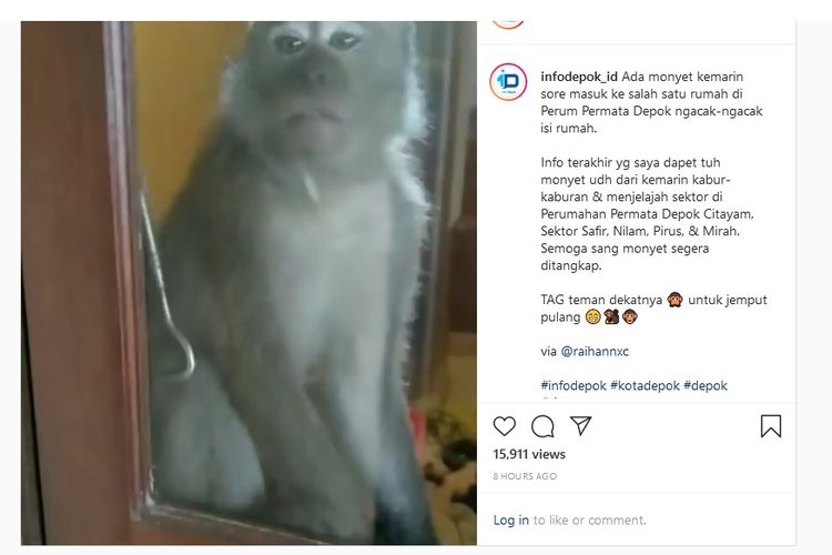 Seekor monyet liar mengacak-acak lemari pakaian di rumah warga Citayam, Depok, Jawa Barat, Kamis (5/3/2020) lalu.