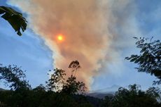 Lereng Gunung Argopuro Terbakar, Api Melahap Hutan Cemara