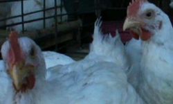 Indonesia Tidak Akan Impor Daging Ayam dari Brasil