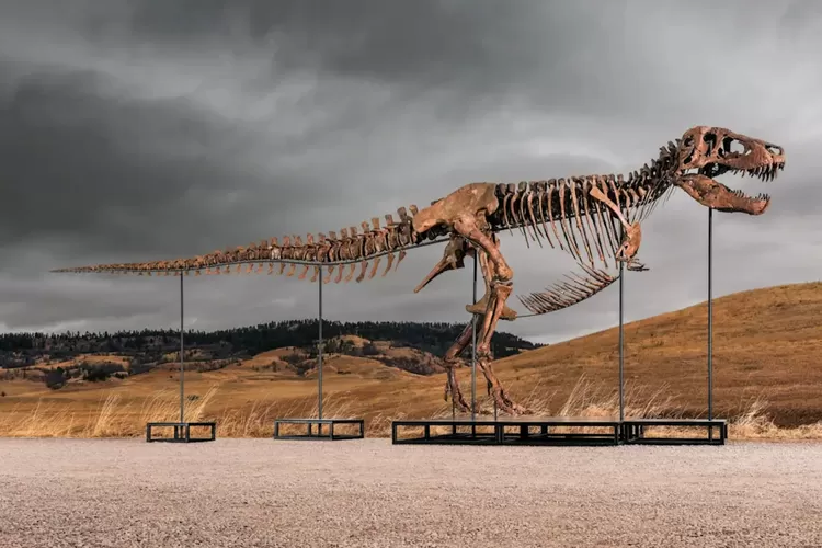 Fosil T. Rex 