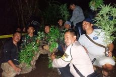 Jalan Panjang Penemuan Ladang Ganja di Kawasan Gunung Guntur