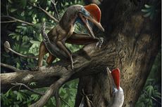 Monkeydactyl, Dinosaurus Terbang dari China yang Bisa Panjat Pohon