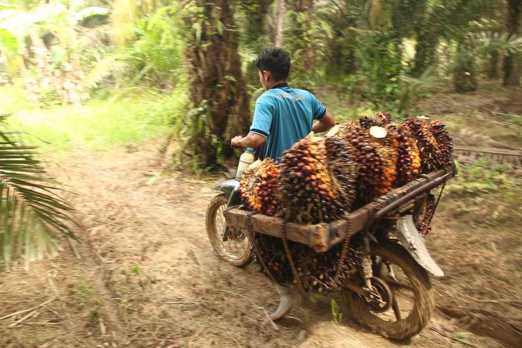 Jeritan Petani Sawit Langkat: Harga TBS Anjlok, Modal Pupuk Meroket hingga 40 Persen