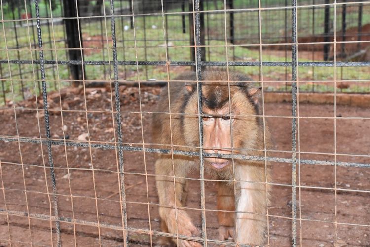 Kondisi Minizoo Kolam Renang Tirta Gupti, Cilodong, Depok, Rabu (12/6/2019).