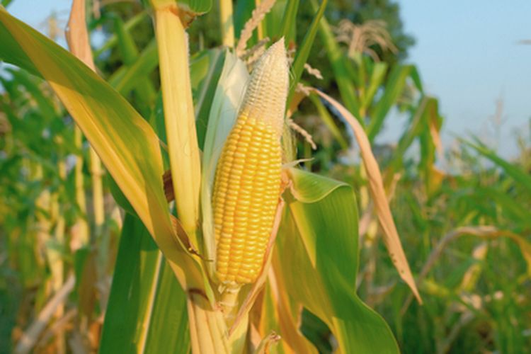 Ilustrasi tanaman jagung kekurangan hara
