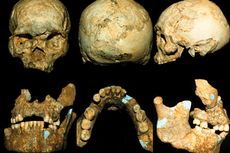 Homo Wajakensis: Penemu, Kehidupan, dan Ciri-ciri