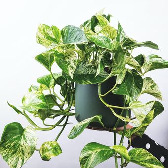 Ilustrasi tanaman pothos jenis Marble queen pothos, Ilustrasi tanaman sirih gading.