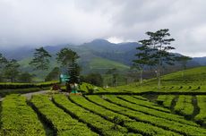 Wisata Agro Kaligua, Kebun Teh Legendaris di Brebes