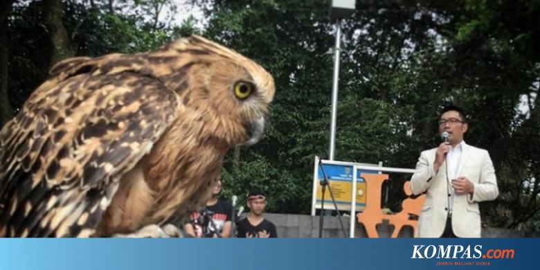 Diprotes Soal Posting Foto Burung Hantu Ini Jawaban Ridwan Kamil