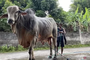 Penjelasan Istana hingga MUI soal 1.098 Sapi Kurban Prabowo dari APBN