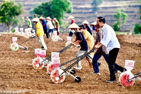 Presiden Jokowi: Makin Banyak Petani Tanam Jagung, Produksi Nasional Bisa Mencukupi