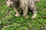 Tiga Bayi Harimau Benggala Lahir di Taman Safari Prigen