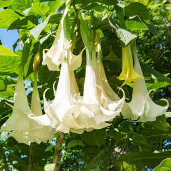 Ilustrasi bunga Angel's trumpet. 