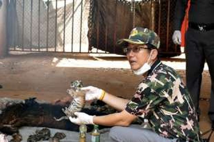 Empat puluh bangkai anak harimau ditemukan di lemari pendingin di Kuil Harimau di Provinsi Kanchanaburi, Thailand, Rabu (1/6/2016).