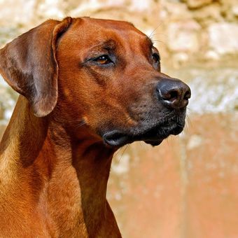 Ilustrasi ras anjing Rhodesian Ridgeback. 
