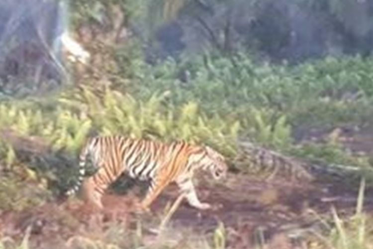 Harimau sumatera Bonita yang pernah menerkam dua orang warga di Desa Tanjung Simpang, Kecamatan Pelangiran, Kabupaten Inhil, Riau, pada tahun 2018 silam.