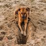 4 Tips Menghentikan Kebiasaan Anjing yang Suka Menggali