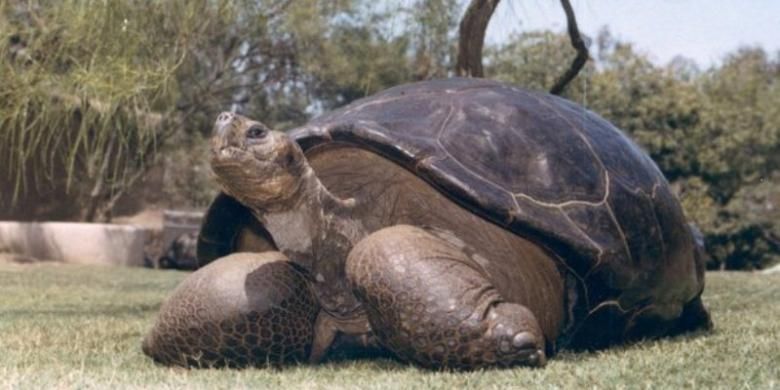 Speed, kura-kura raksasa Galapagos, sudah hidup di kebun binatang San Diego, AS sejak 1933.