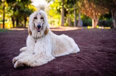 5 Ras Anjing dengan Kecerdasan Paling Rendah Menurut Penelitian Ilmiah