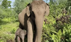 Induk Gajah Ria Lahirkan Bayi Betina di Taman Nasional Tesso Nilo
