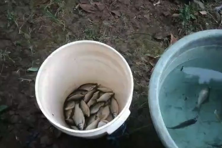 Warga Tasikmalaya Resah Air Mendadak Hitam, Ribuan Ikan Mati