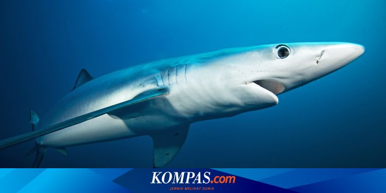 Pembuatan Vaksin Corona Ancam Kehidupan Hiu Kok Bisa