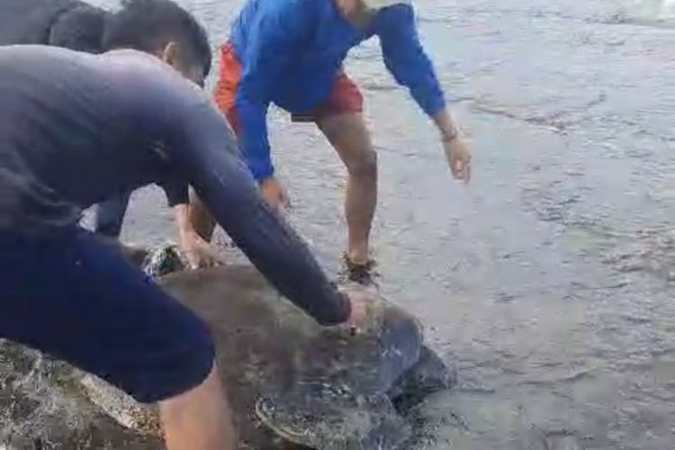 Warga Cipatujah, Kabupaten Tasikmalaya, Jawa Barat, menolong penyu hijau berukuran besar yang terdampar di Pantai Selatan Tasikmalaya, Rabu (12/7/2023) sore.