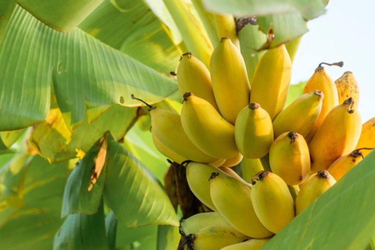 Ilustrasi tanaman pisang mas