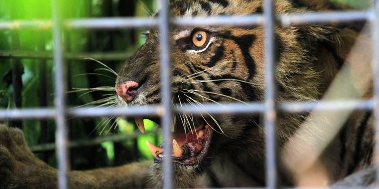 Sekitar 7 000 Harimau Dijadikan Hewan Peliharaan Di As Ini Dampaknya