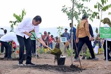 Tanam Pohon di IKN, Jokowi Tegaskan Reforestasi Terus Dilakukan