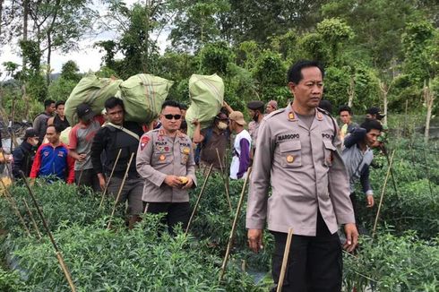 Guru SD Ditangkap karena Miliki Ratusan Batang Ganja, Ditanam di Sela-sela Tanaman Cabai