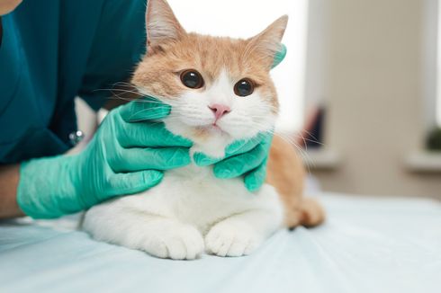 Penyebab Penyakit Kulit pada Kucing
