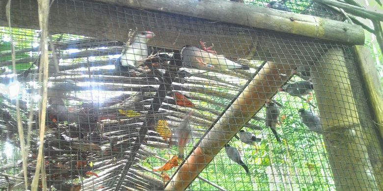 38++ Burung emprit gantil jawa terbaru