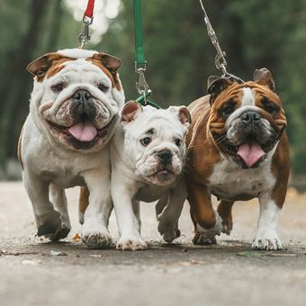 Ilustrasi anjing - Anjing ras English Bulldog.