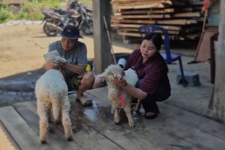 Pengantin Pria di Ponorogo Beri Seserahan Sepasang Domba Merino, Istri Pun Bahagia