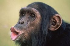 Apa yang Bisa Kita Pelajari dari Cara Simpanse Mengasuh Anak?