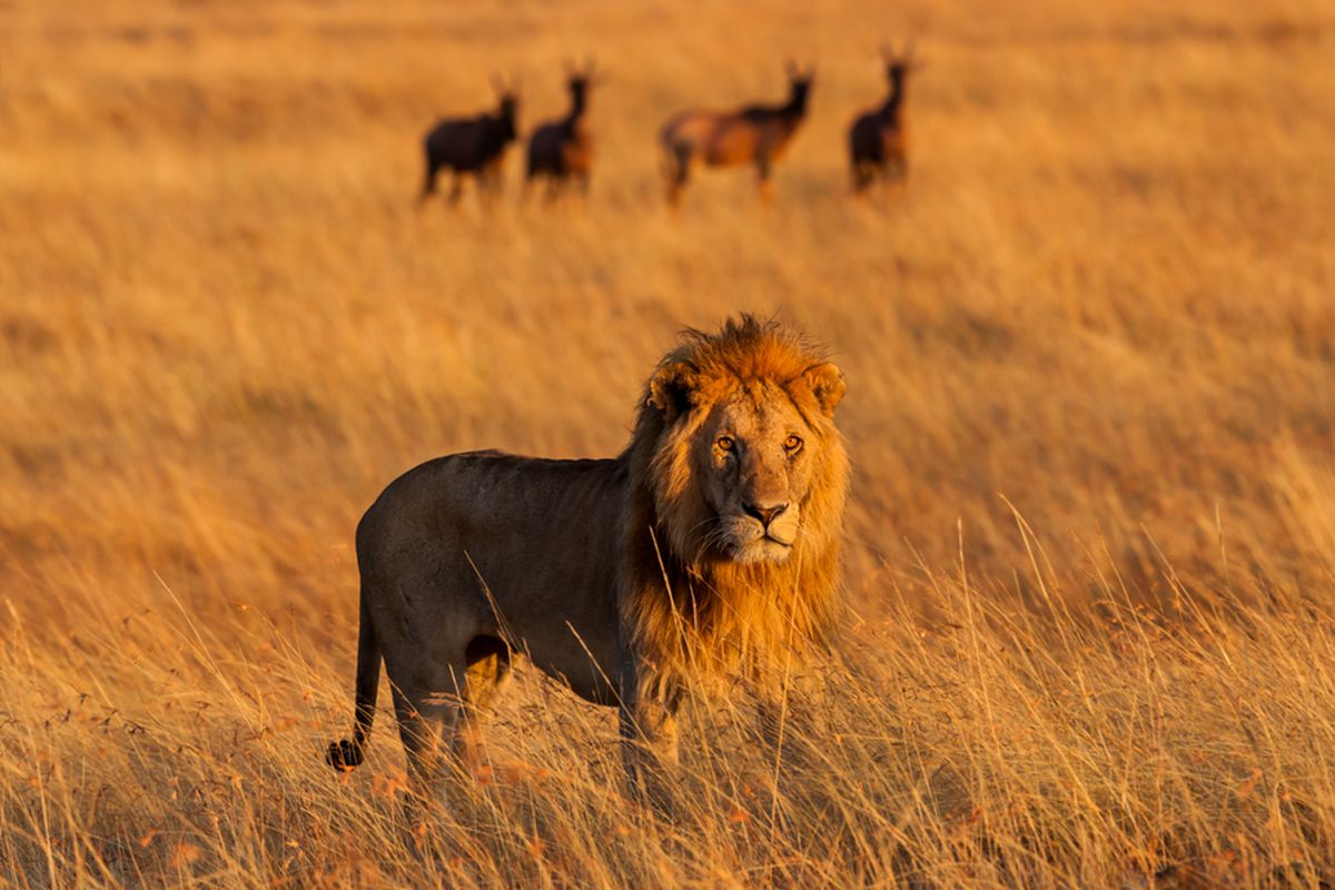 Ilustrasi singa. Singa disebut sebagai raja hutan yang juga salah satu hewan terkuat di Bumi.