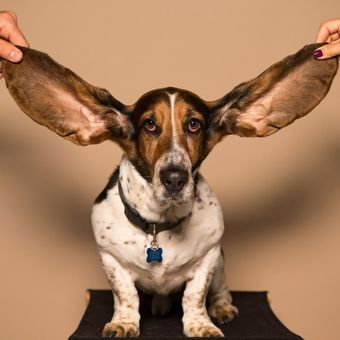 Ilustrasi anjing telinga besar, anjing Basset Hound