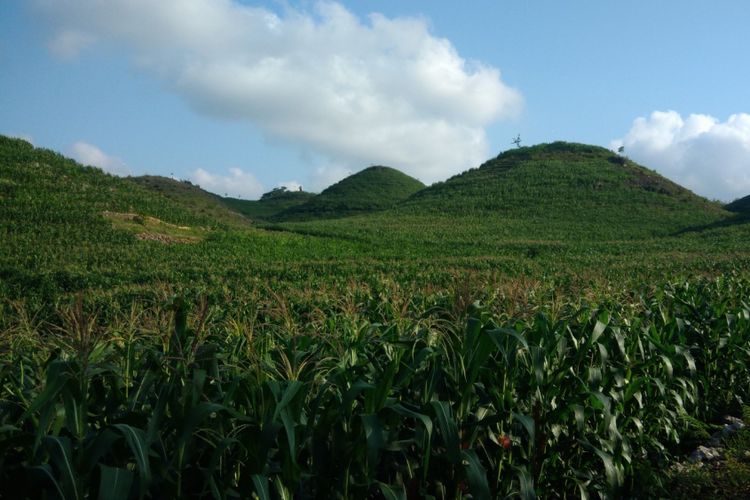 Keindangan Bukit Teletubbies Yang Viral  lokasi di Dusun Candi, Desa Giring, Kecamatan Paliyan, Gunungkidul, Selasa (8/1/2019)