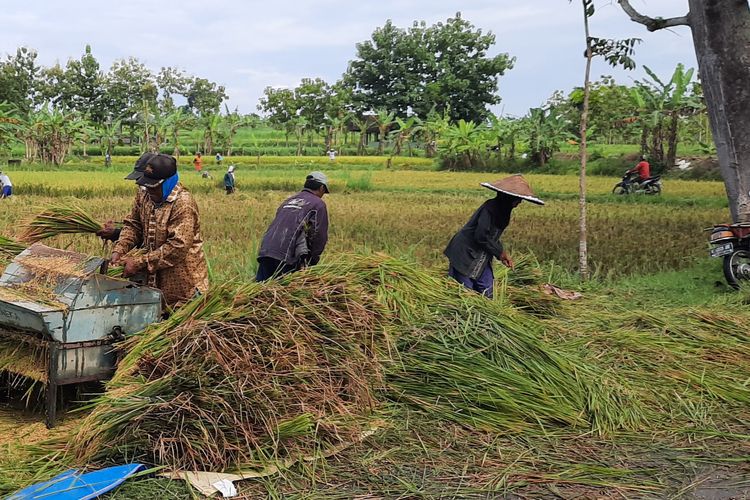 Para petani sedang memanen padi di sawah Desa Jepangrejo, Blora, Selasa (9/3/2021)