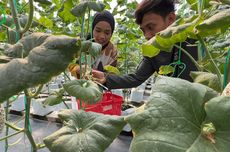 5 Tips Panen Buah di Kebun Melon, Jangan Asal Petik