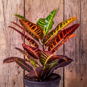Croton or croton plant illustration. Shown in the picture is a type of Croton Petra.